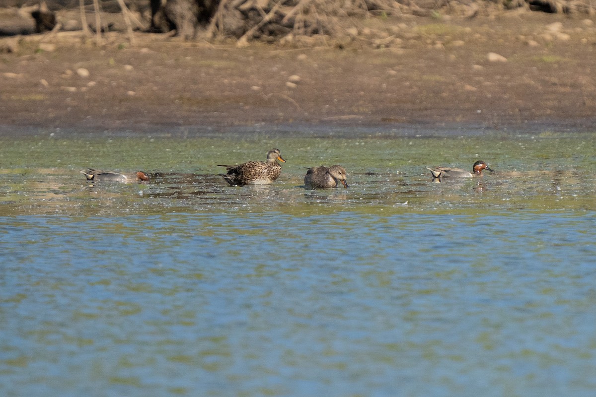 Green-winged Teal - ML456614781