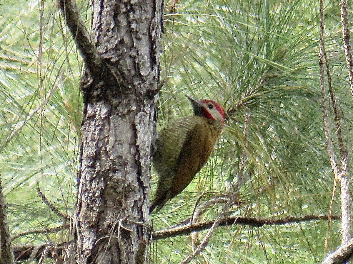 Golden-olive Woodpecker - Breyden Beeke