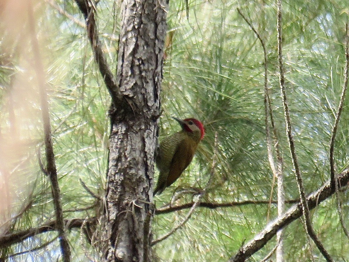 Golden-olive Woodpecker - ML456616881