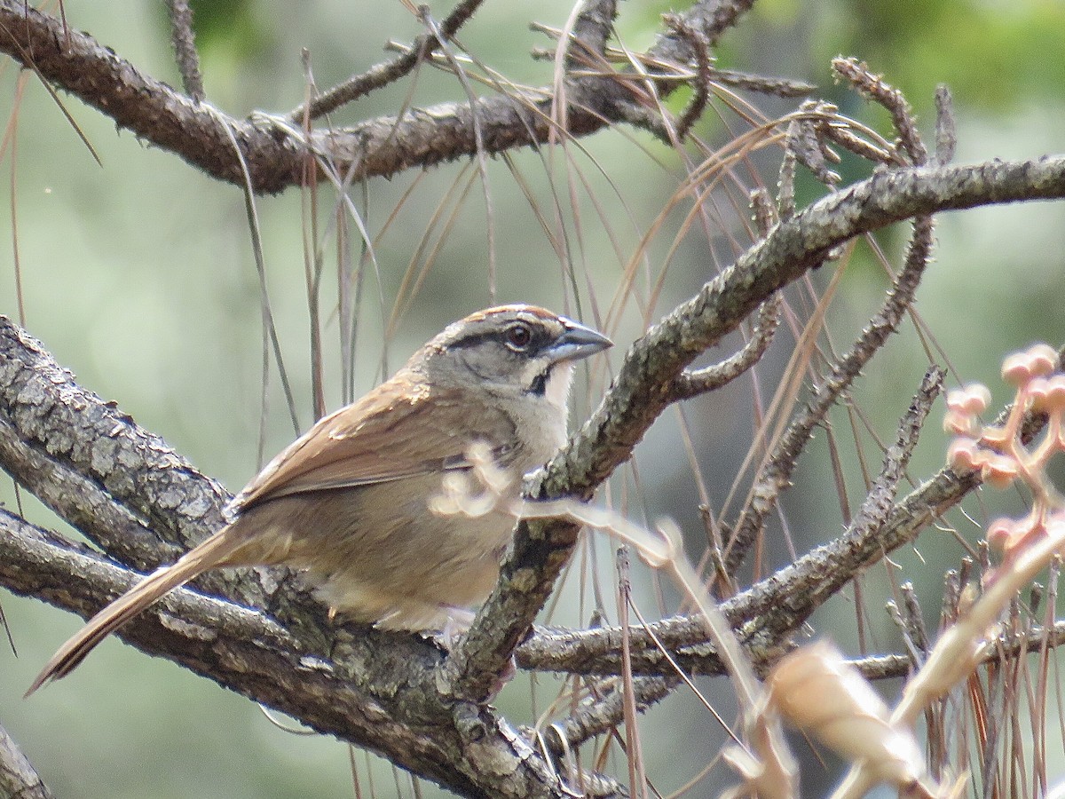 Rusty Sparrow - ML456616951