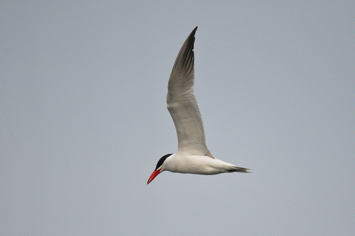 Caspian Tern - ML456618471