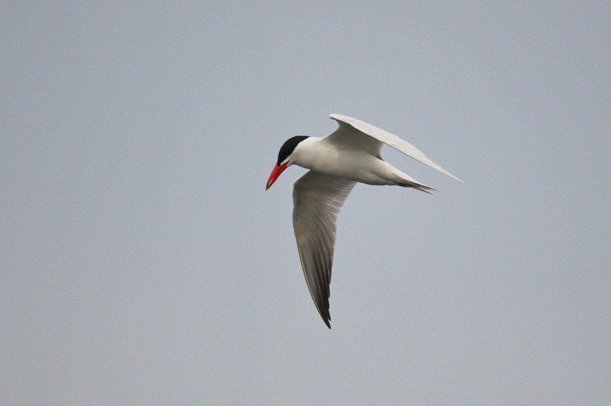 Caspian Tern - ML456618511