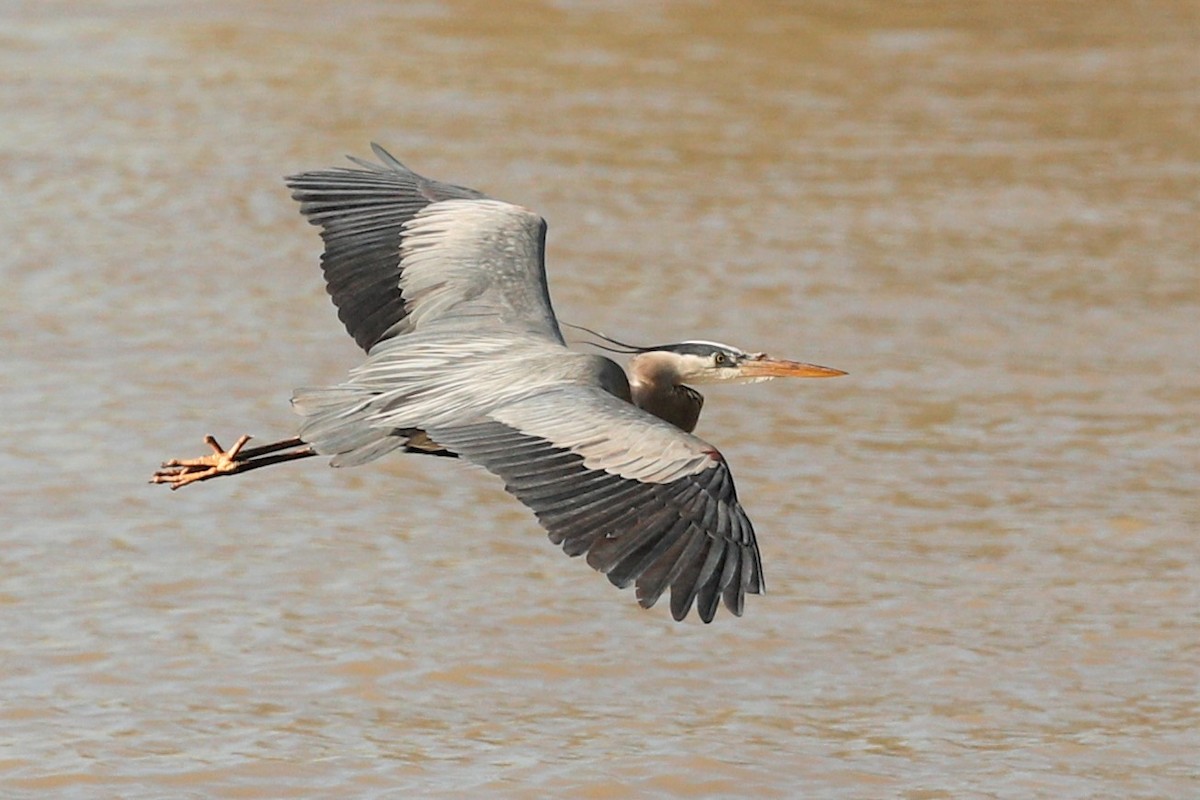Great Blue Heron - ML456619721