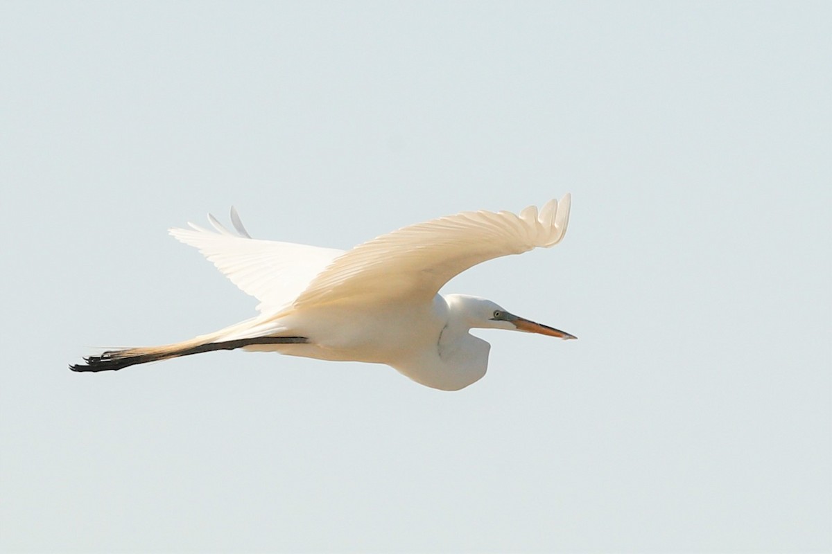 Great Egret - ML456619771