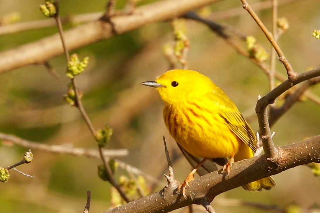 Yellow Warbler - ML456619801