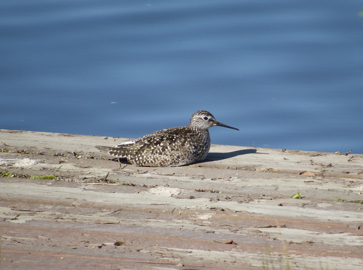 Greater Yellowlegs - ML456620131