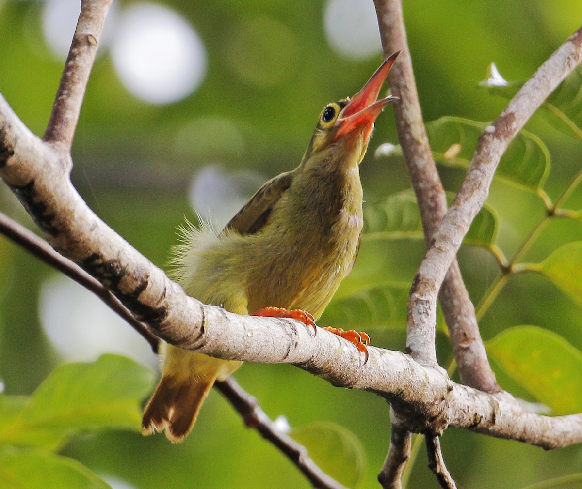 Spectacled Spiderhunter - Neoh Hor Kee