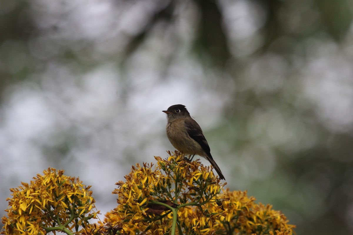 Black-capped Flycatcher - ML45662121