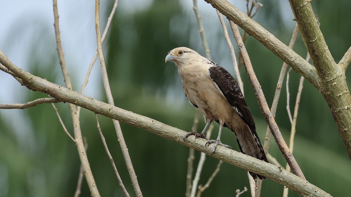 Yellow-headed Caracara - Arman Moreno