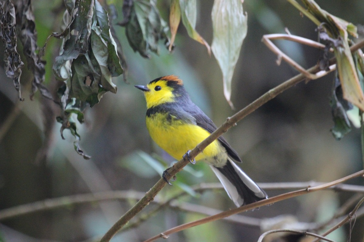 Collared Redstart - Frank Izaguirre