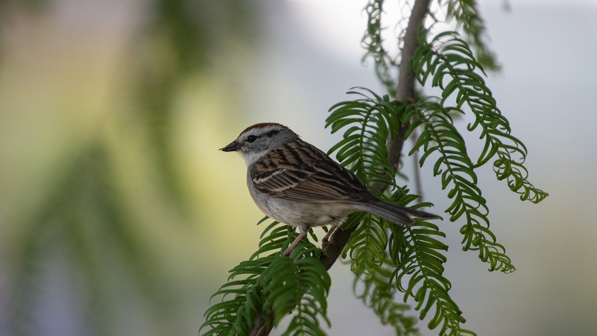 Chipping Sparrow - ML456624551