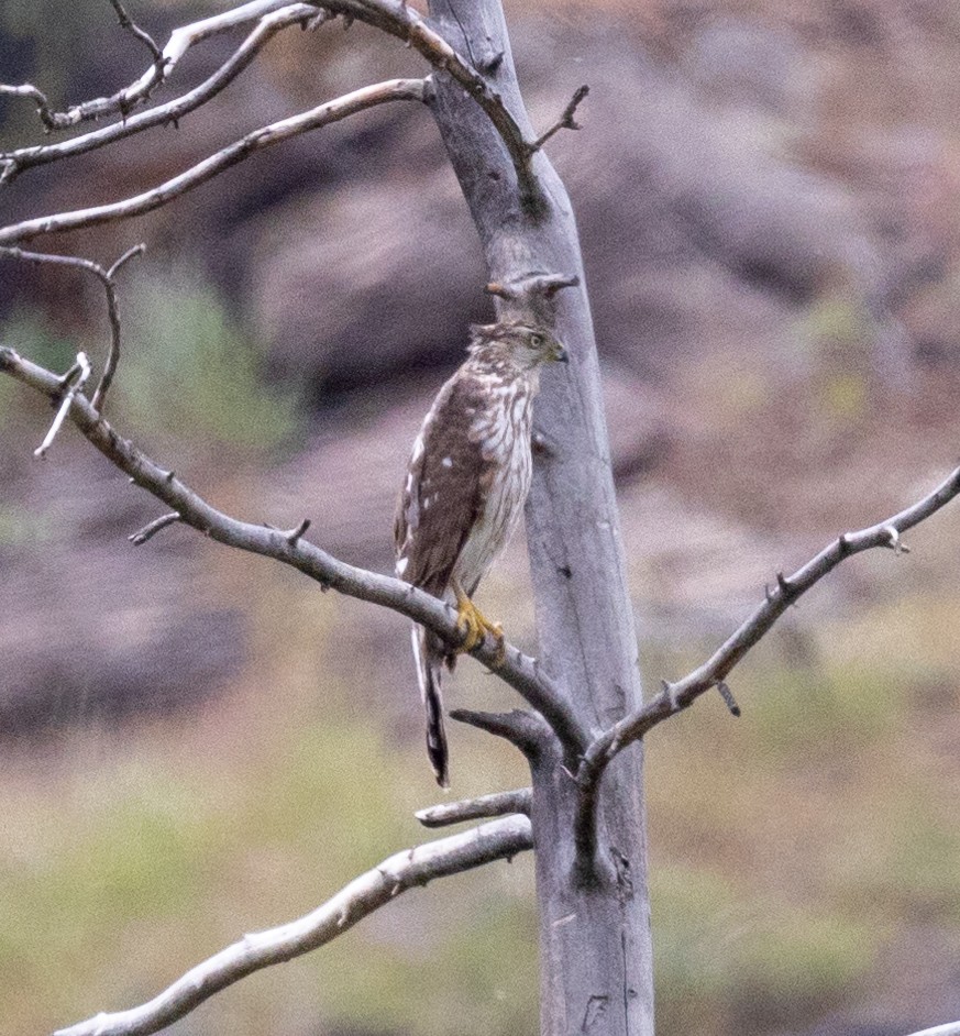 Cooper's Hawk - ML456625451