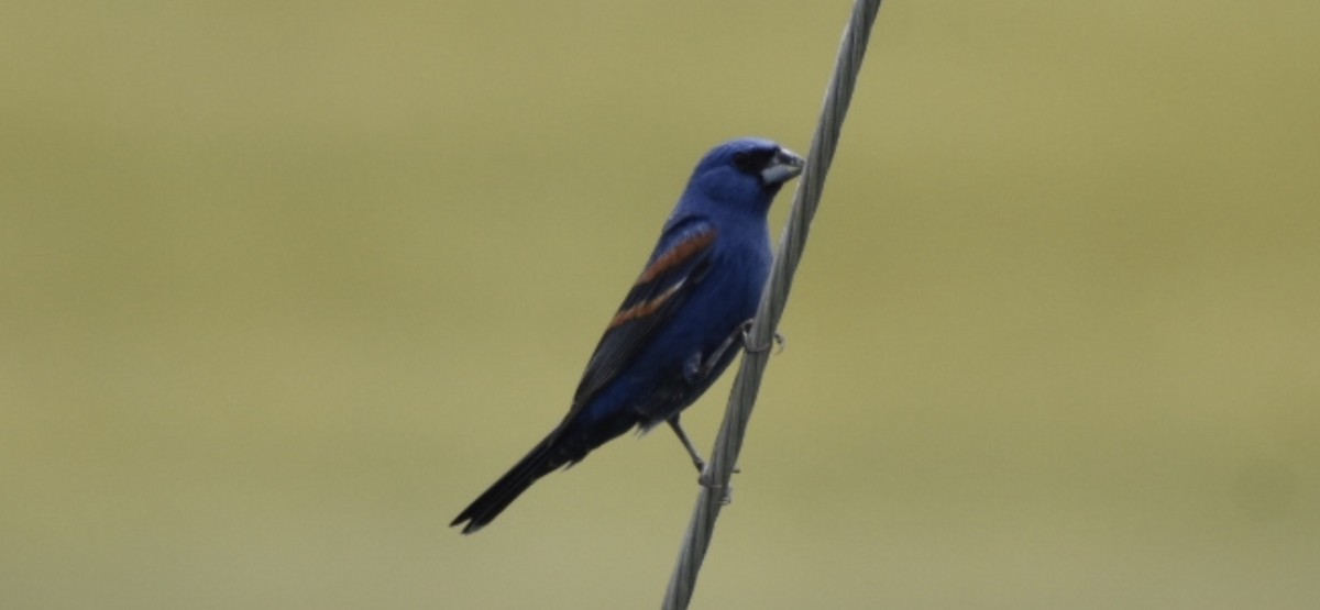 Blue Grosbeak - ML456625941