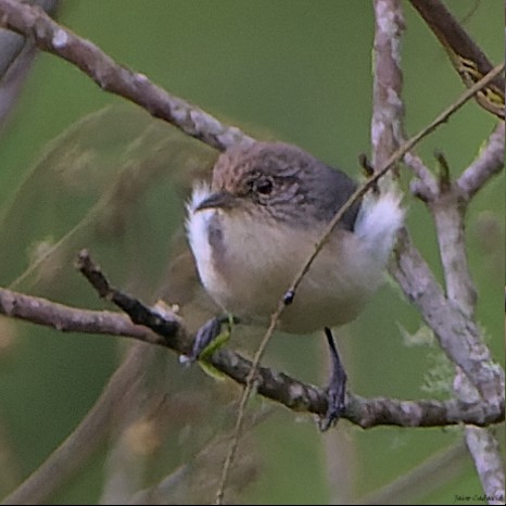 Gray-mantled Wren - ML456629231