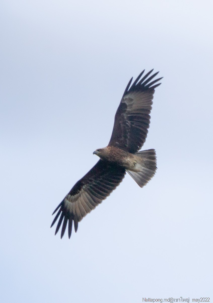 Brahminy Kite - Nattapong Banhomglin