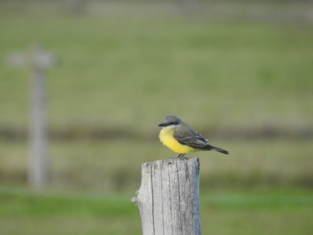 Tropical Kingbird - ML45662991