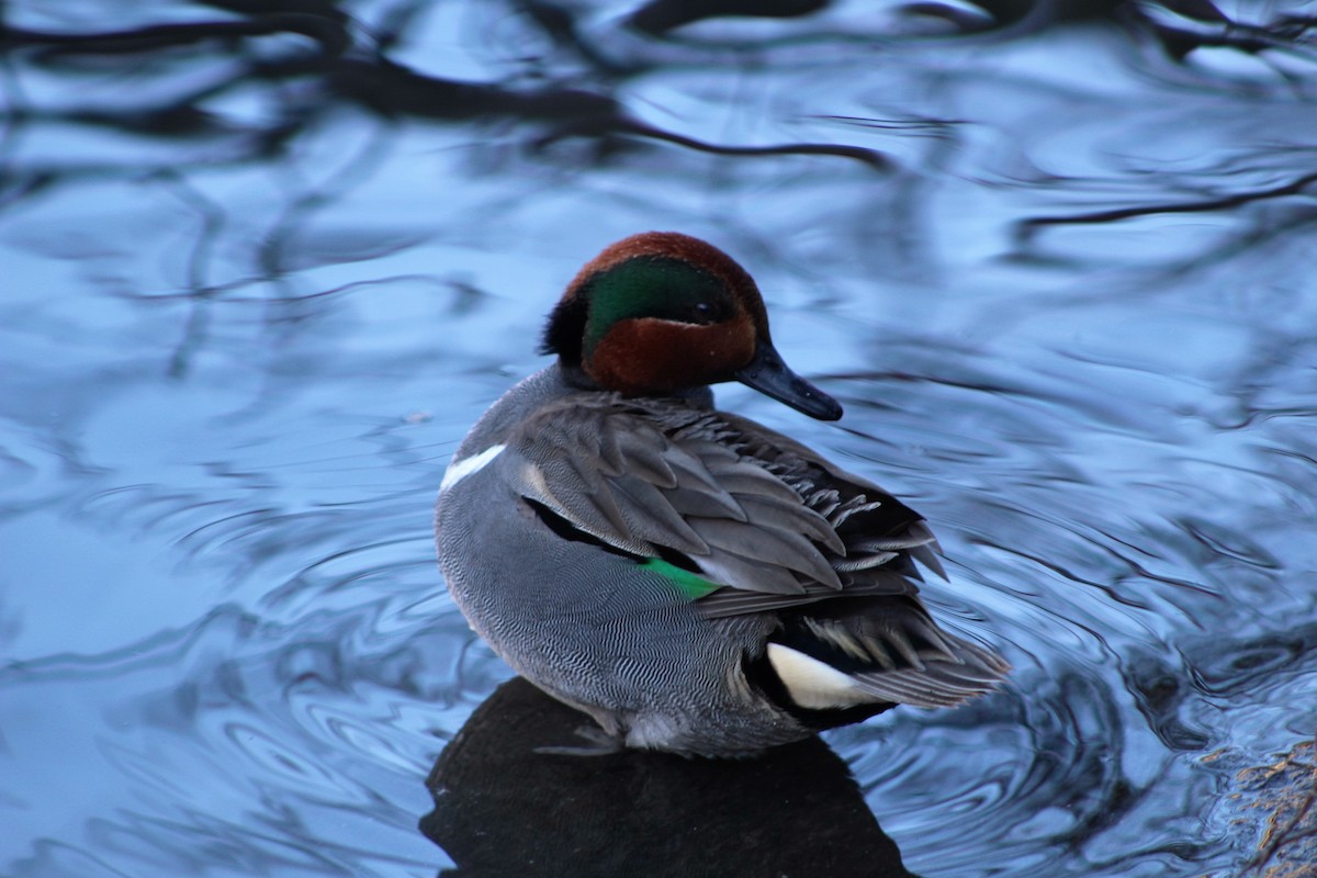 Green-winged Teal - ML45663021