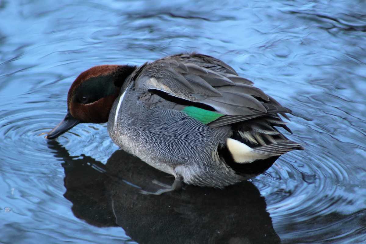 Green-winged Teal - ML45663031