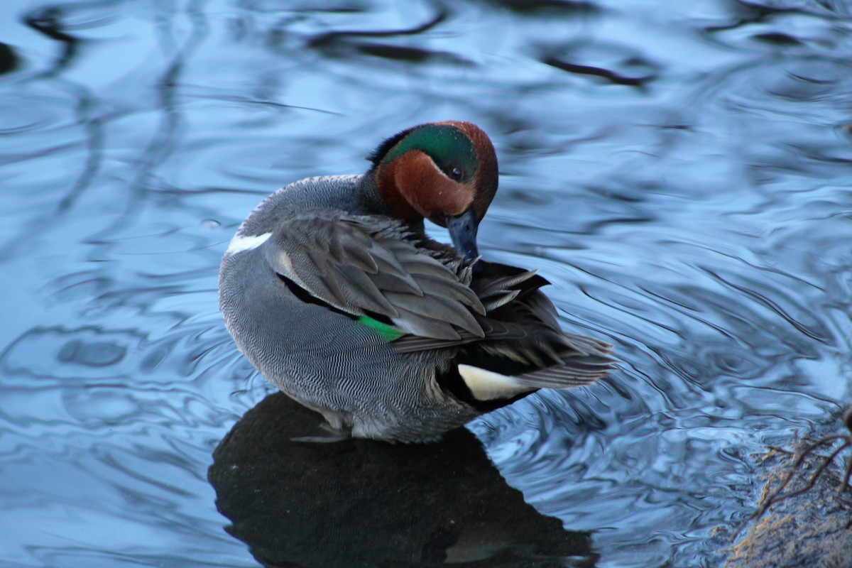 Green-winged Teal - ML45663041