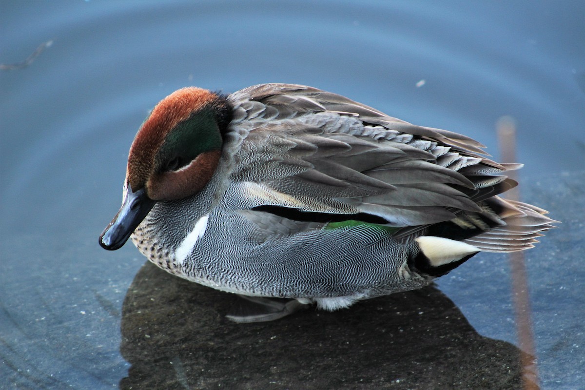Green-winged Teal - ML45663051