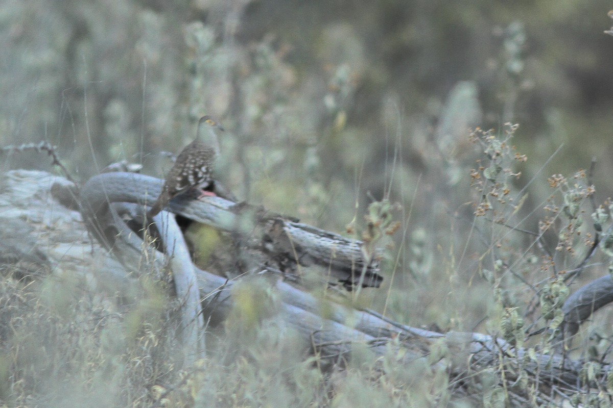 Bare-faced Ground Dove - ML45663101