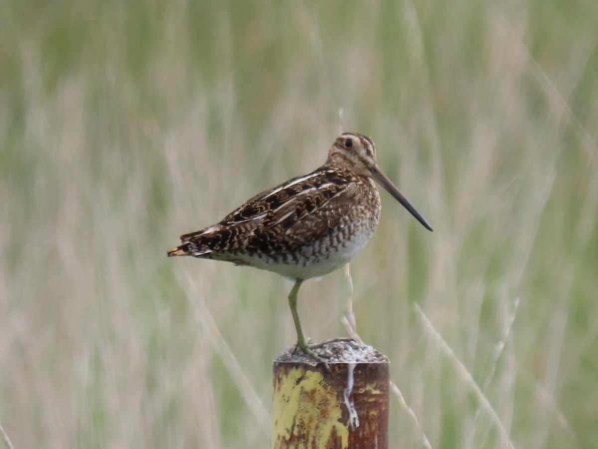 Wilson's Snipe - ML456632691