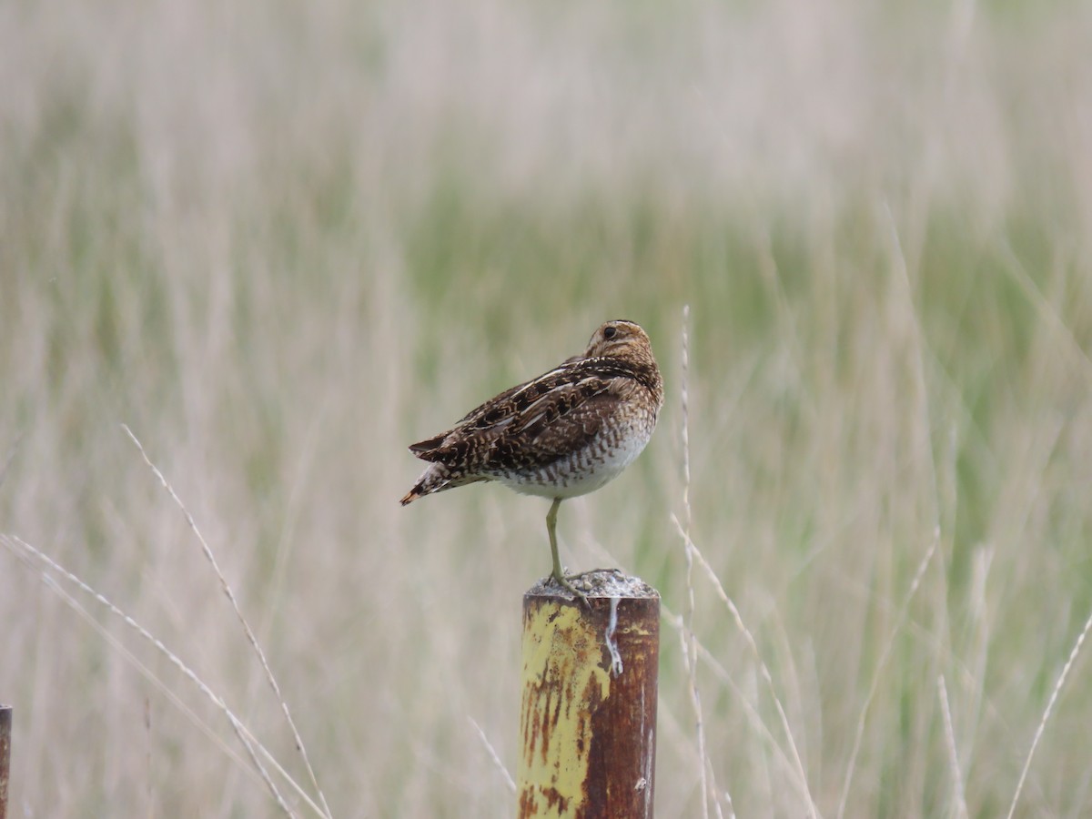 Wilson's Snipe - ML456632711