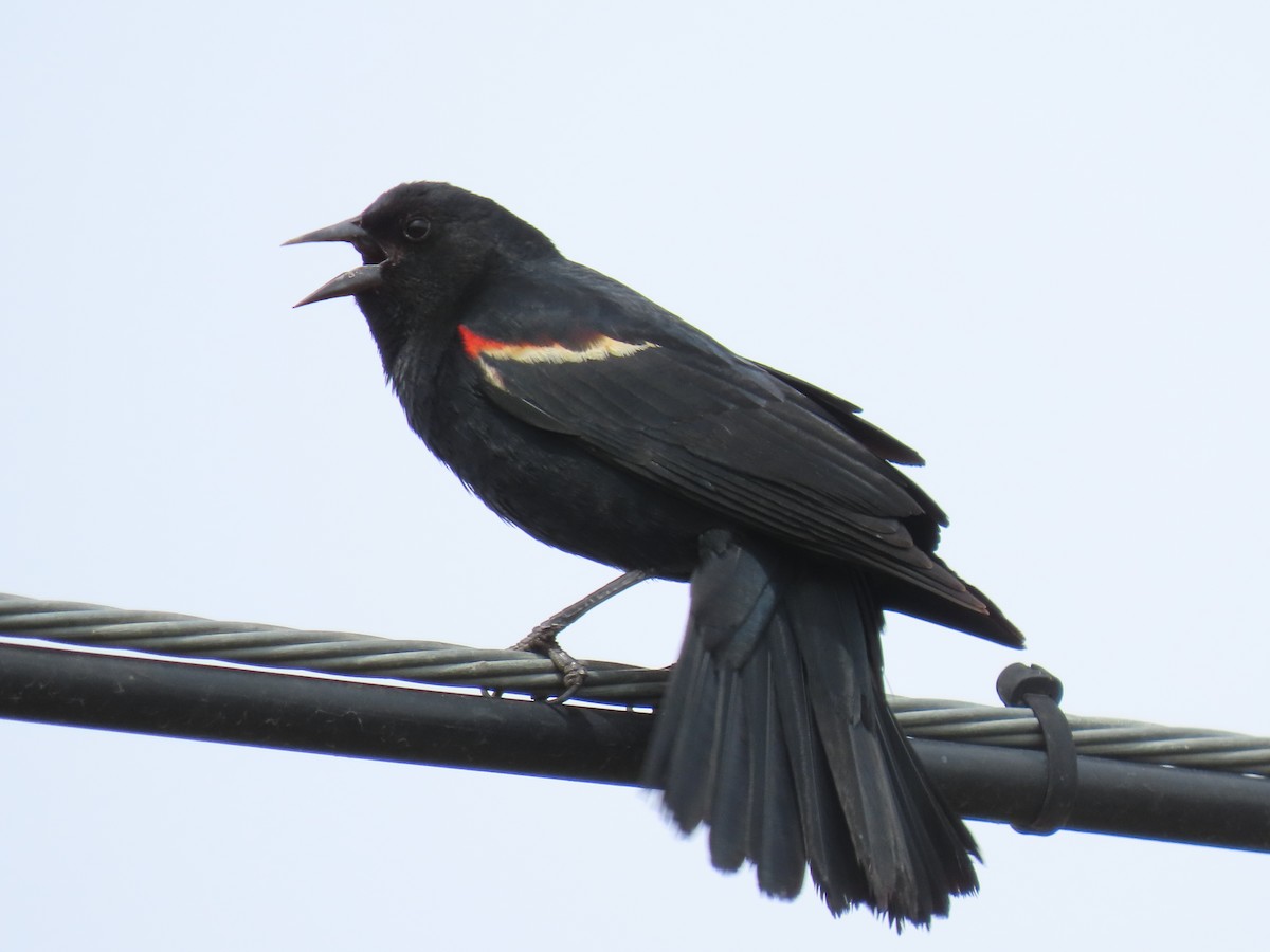 Red-winged Blackbird - ML456632761
