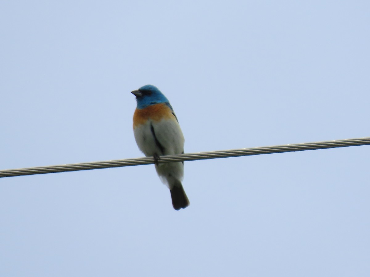 Lazuli Bunting - ML456632861