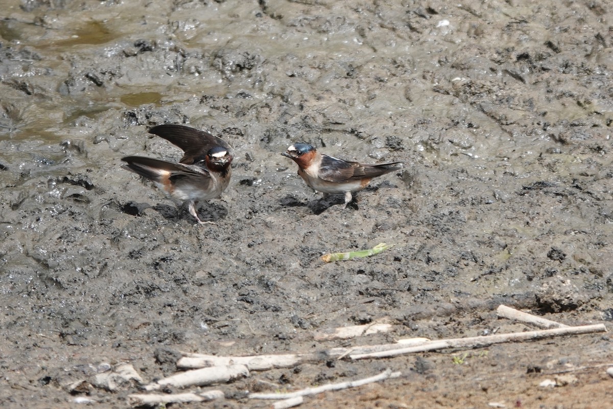 Cliff Swallow - ML456634161