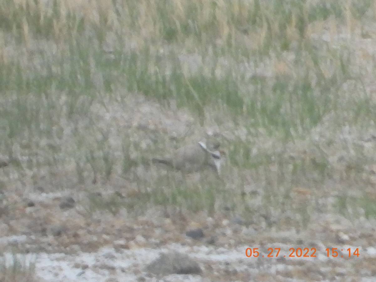 Piping Plover - ML456634241