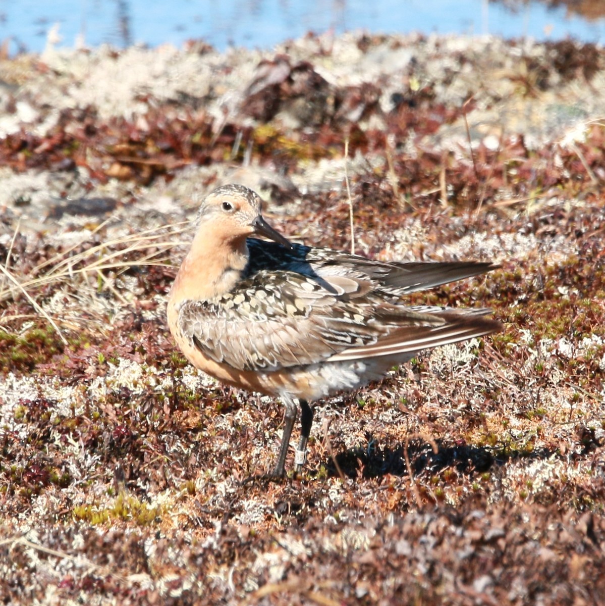 Red Knot - ML456634661