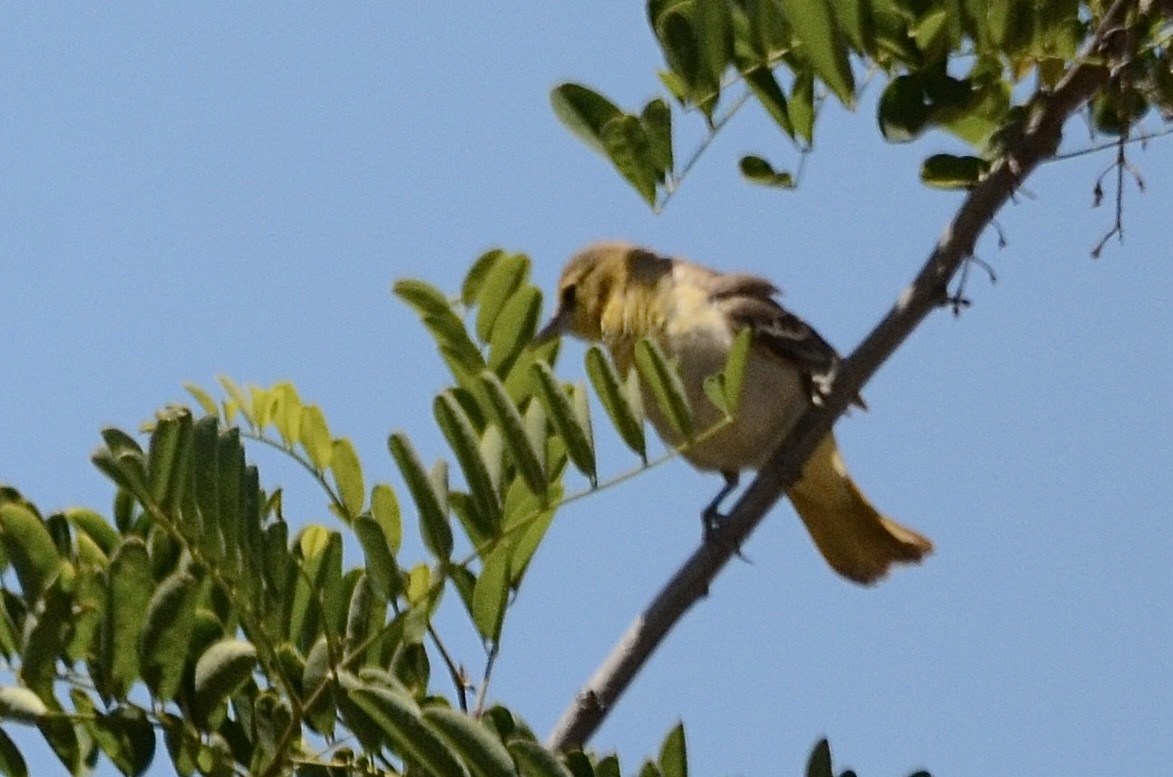 Bullock's Oriole - ML456635651