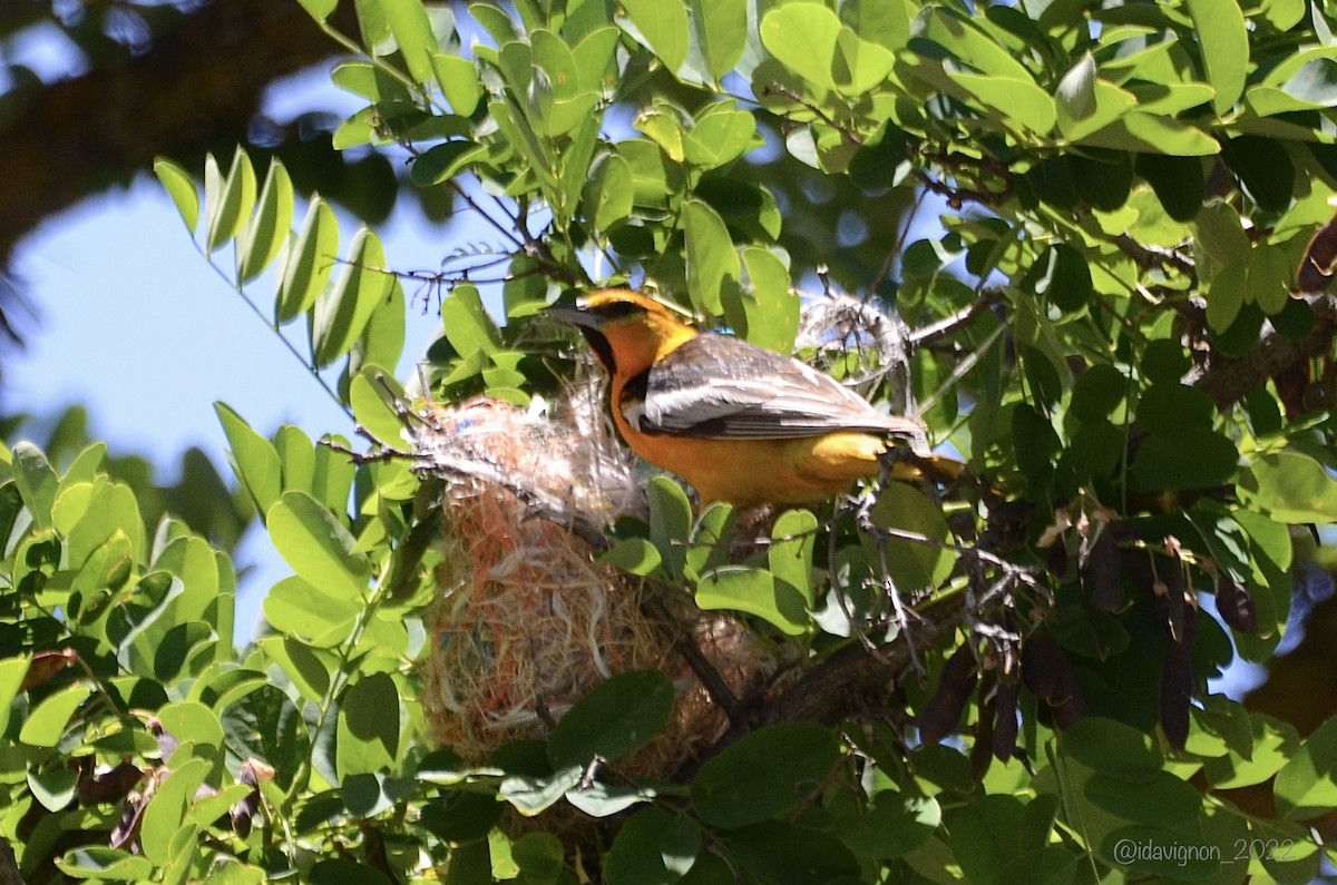 Bullock's Oriole - ML456635661
