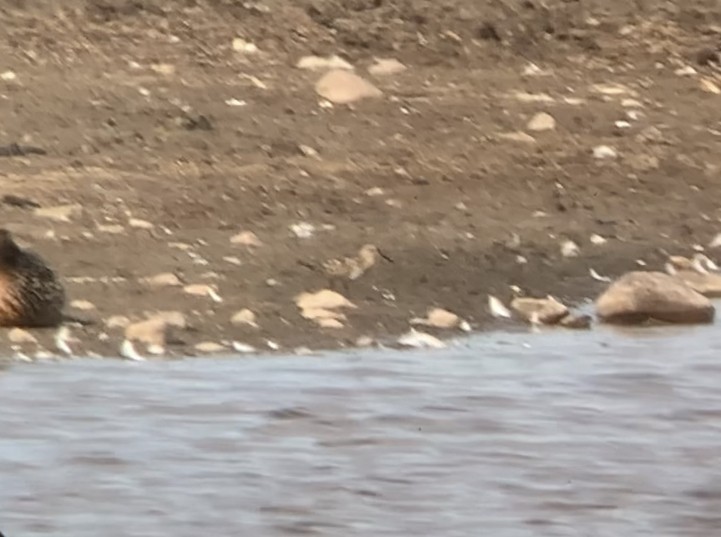 Baird's Sandpiper - ML456635881