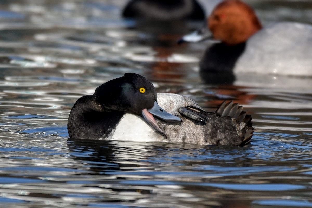 Lesser Scaup - Hikawa Takeshi