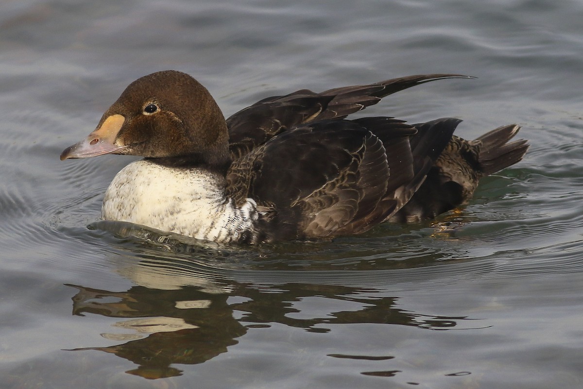 Eider à tête grise - ML45663671