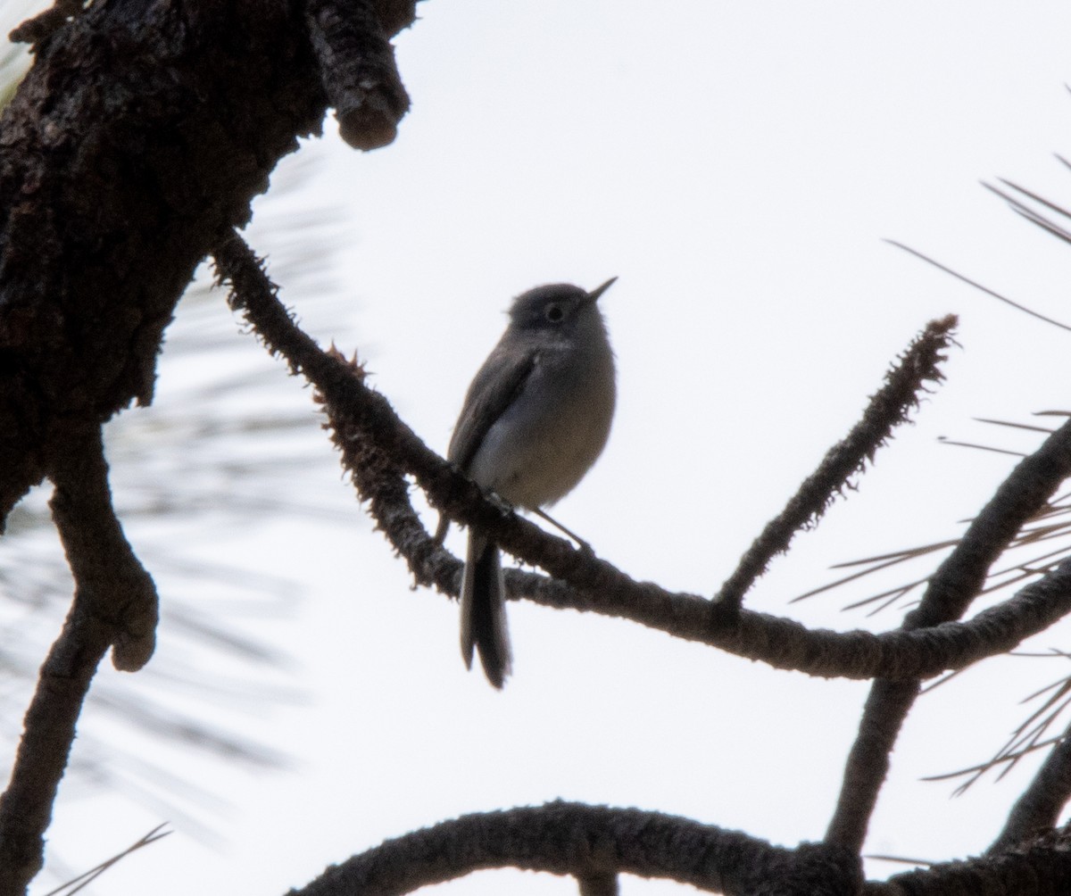 Blue-gray Gnatcatcher - ML456638921