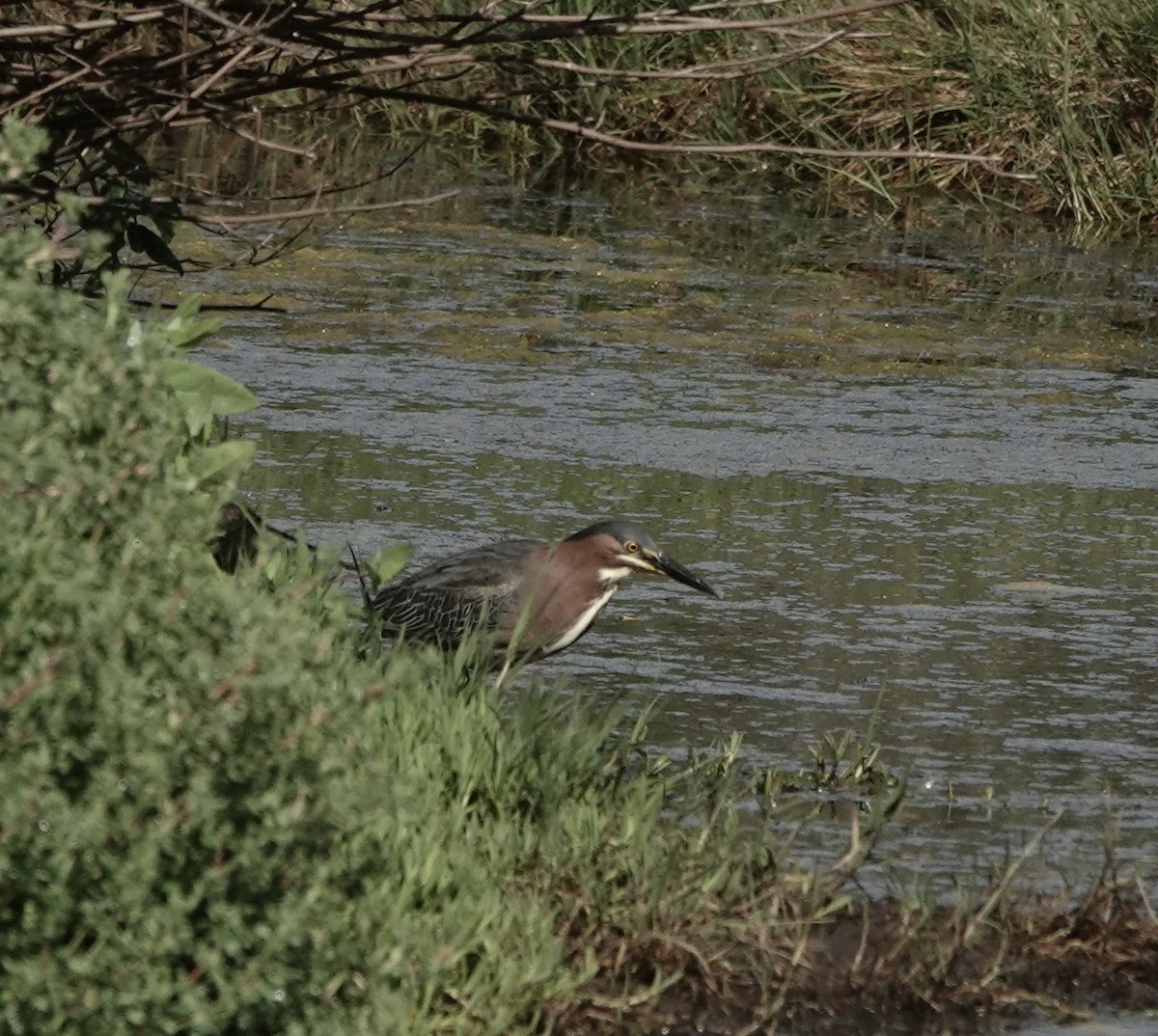 Green Heron - ML456640011