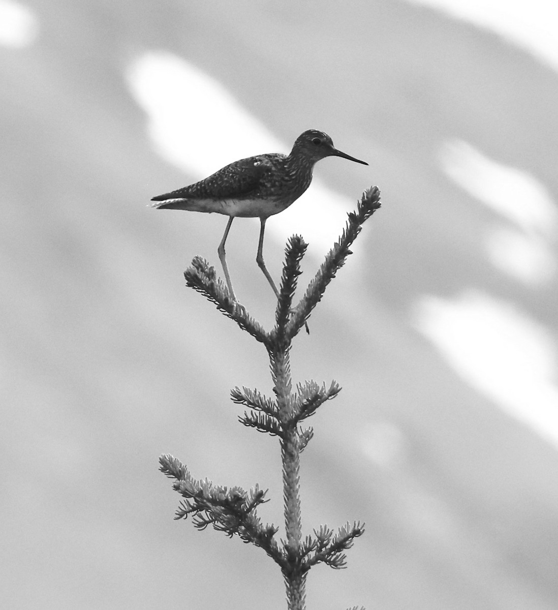 Lesser Yellowlegs - ML456641331