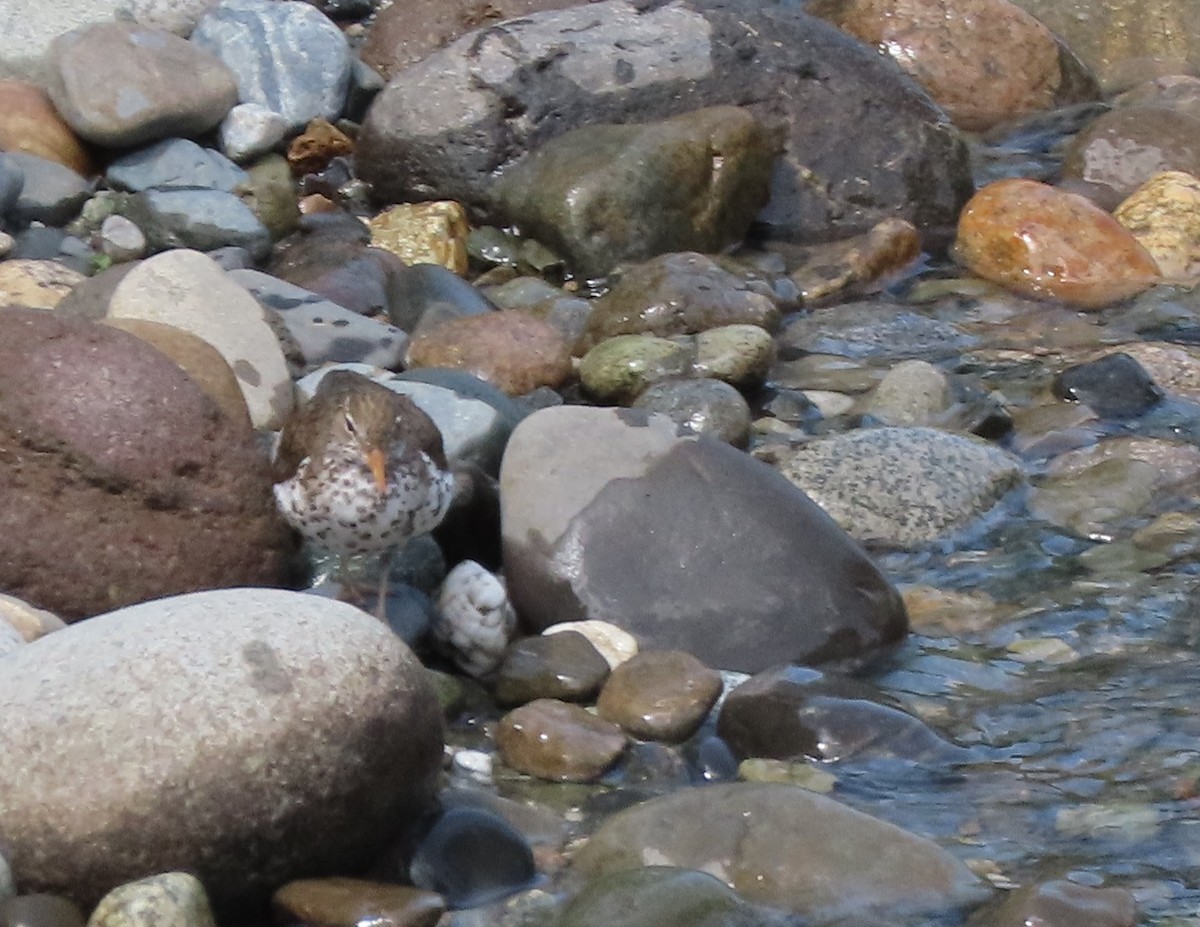 Spotted Sandpiper - ML456641381