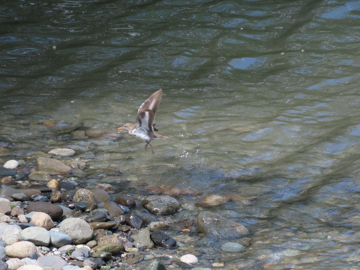 Spotted Sandpiper - ML456641471