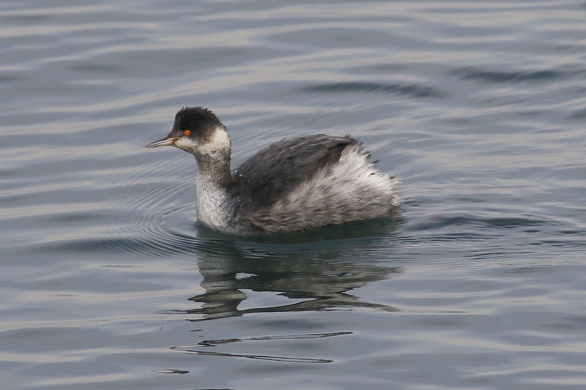 Eared Grebe - ML45664171