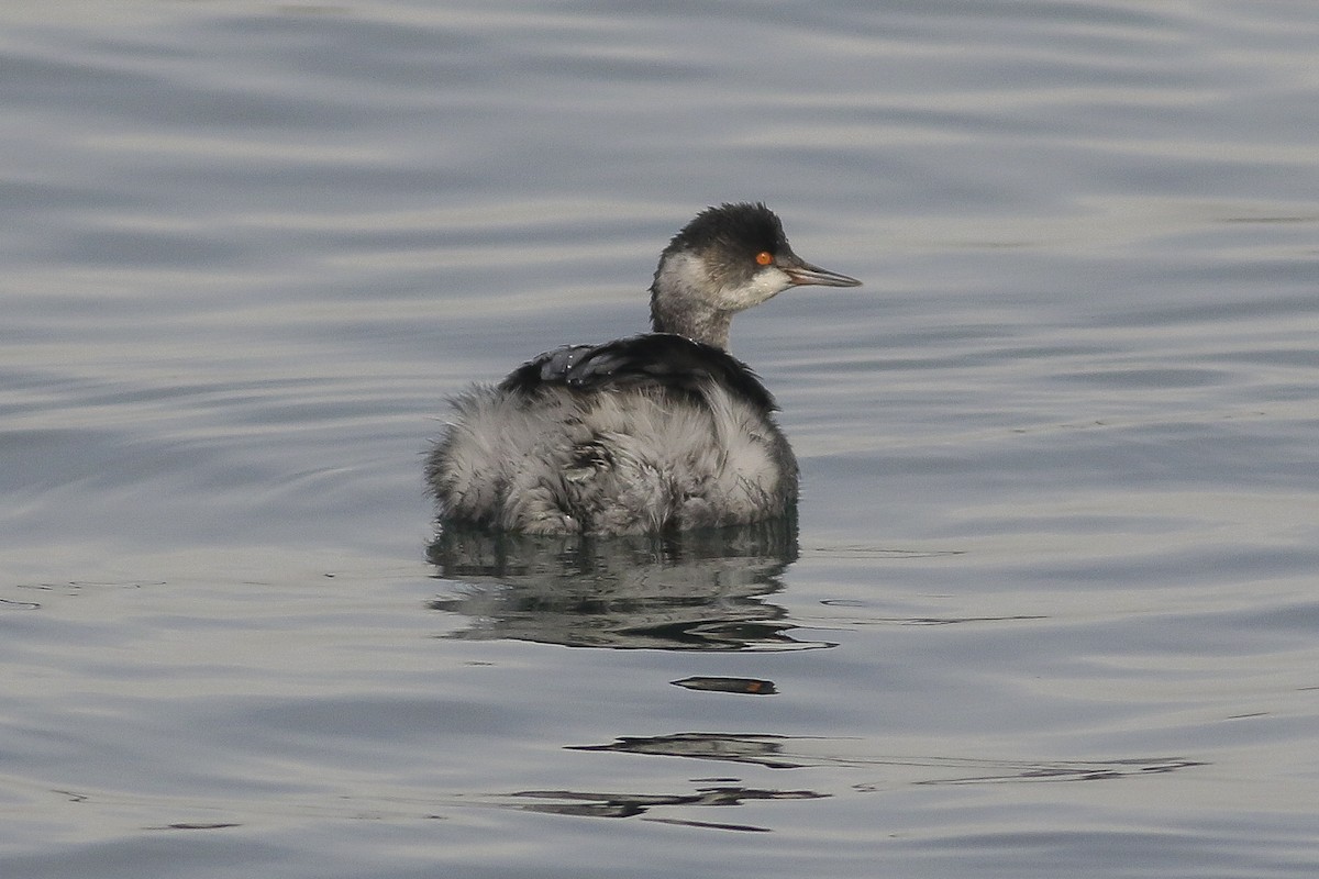 Eared Grebe - ML45664181