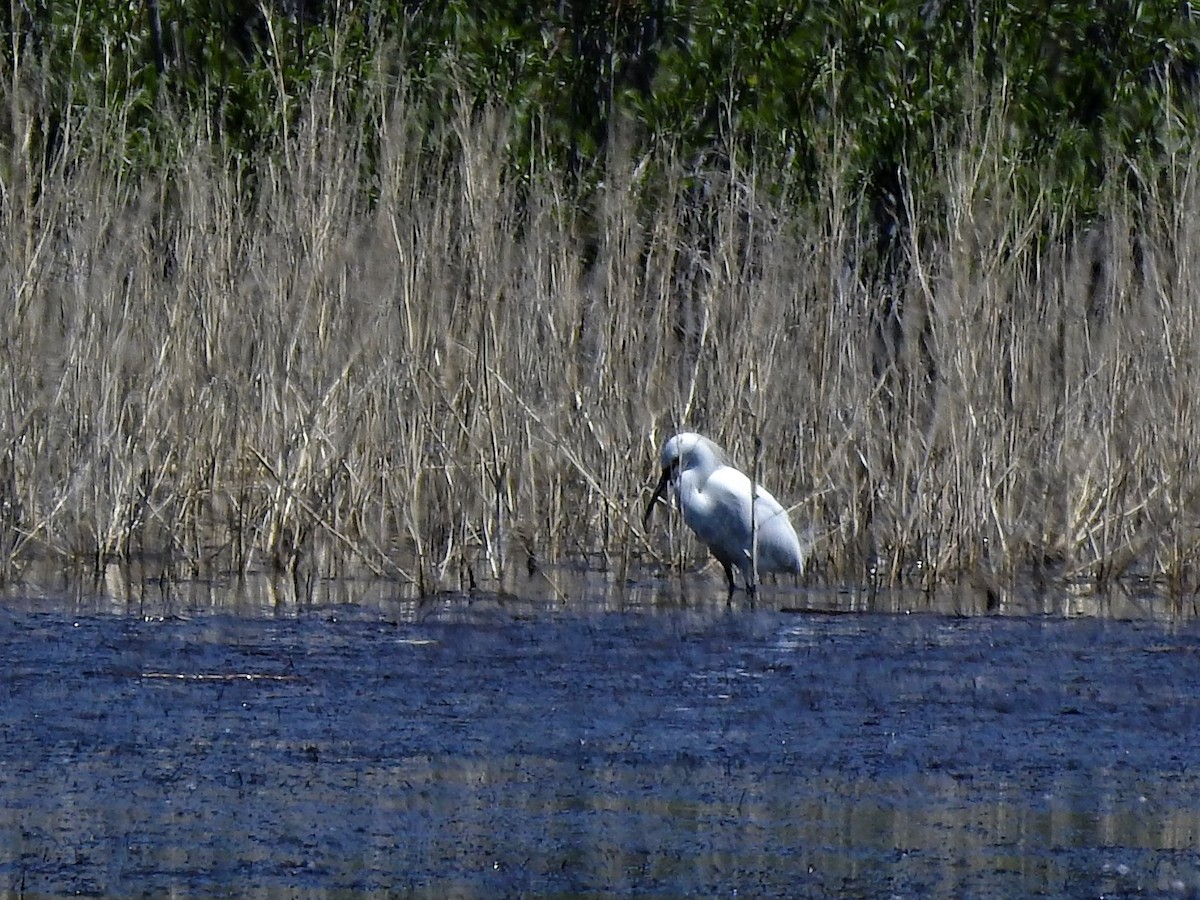 Snowy Egret - ML456641851