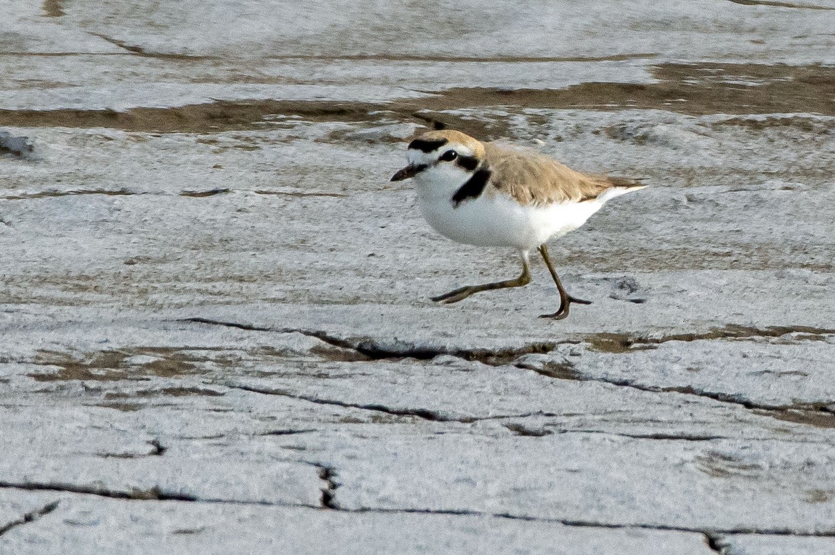 Snowy Plover - ML456642321