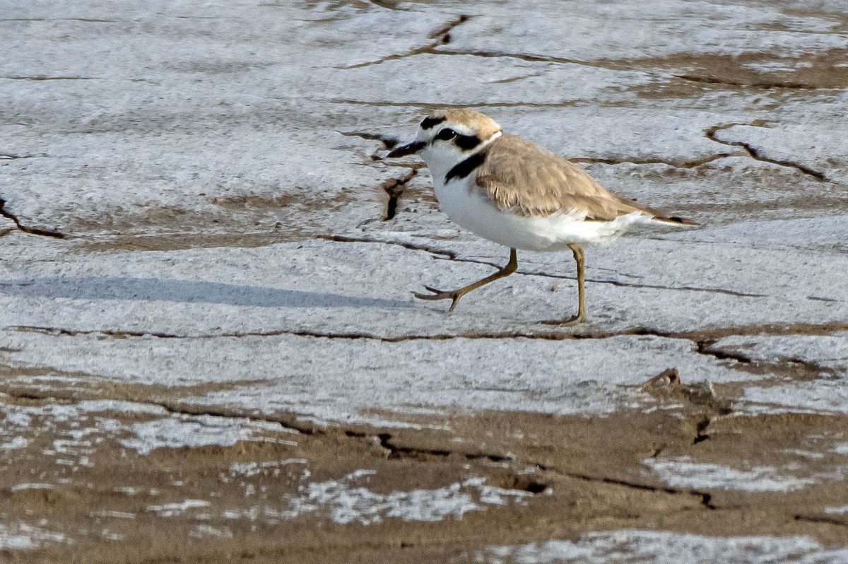 Snowy Plover - ML456642351