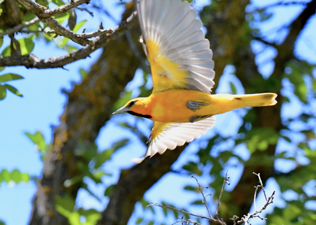 Bullock's Oriole - ML456644061