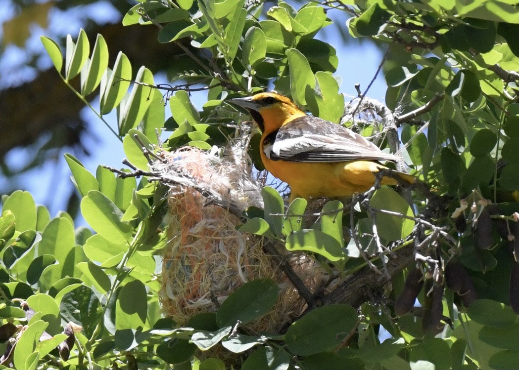 Bullock's Oriole - ML456644091