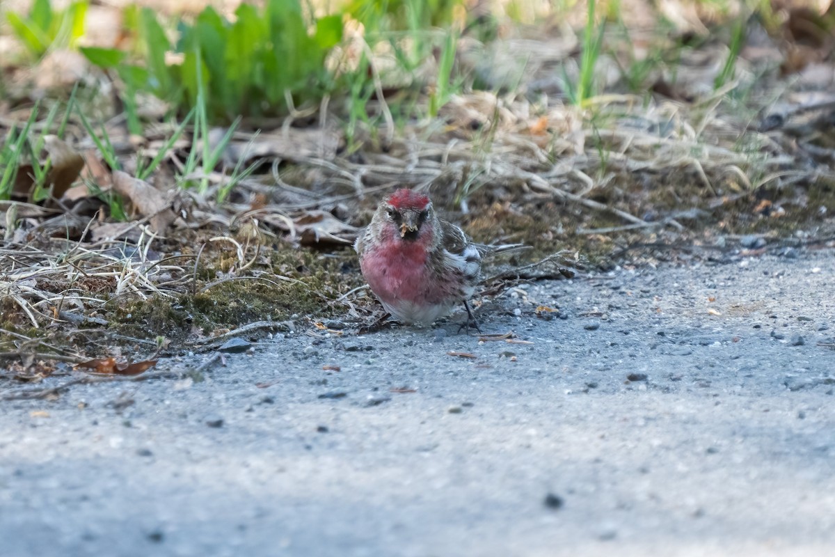 Common Redpoll - ML456644441